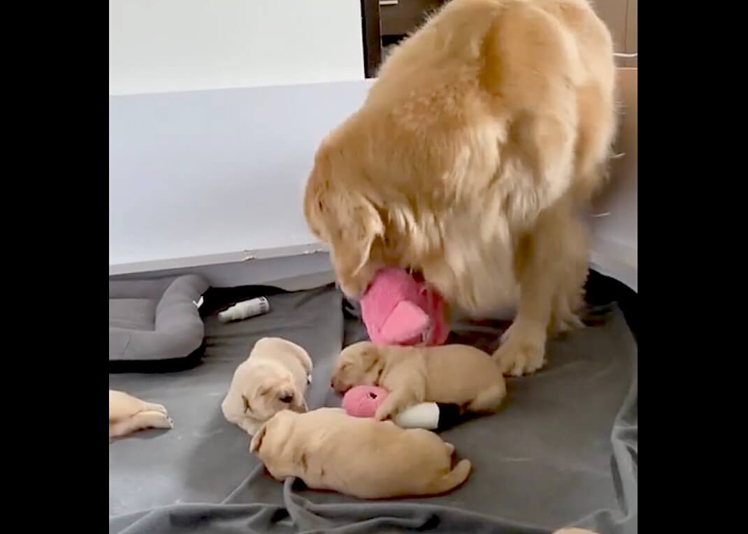 ゴールデンレトリーバー,動画