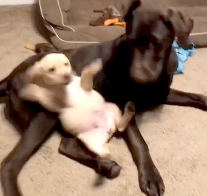 ラブラドールレトリーバー,動画