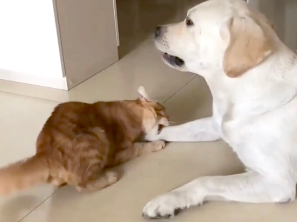 ラブラドールレトリーバー,動画