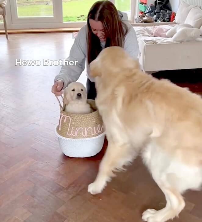 ゴールデンレトリーバー,動画