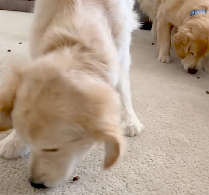 ゴールデンレトリーバー,動画