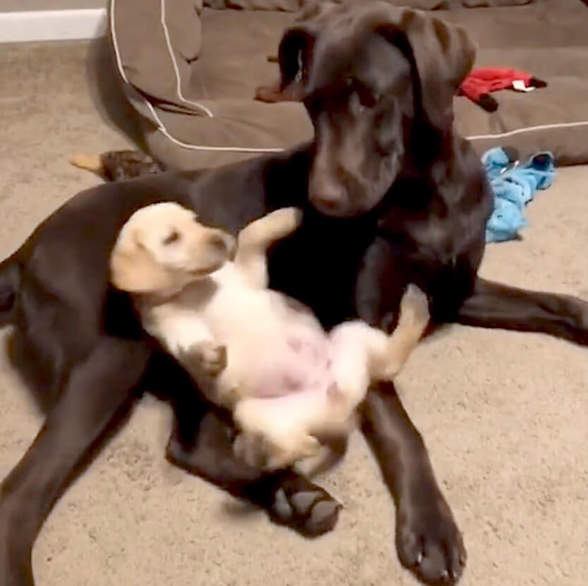 ラブラドールレトリーバー,動画