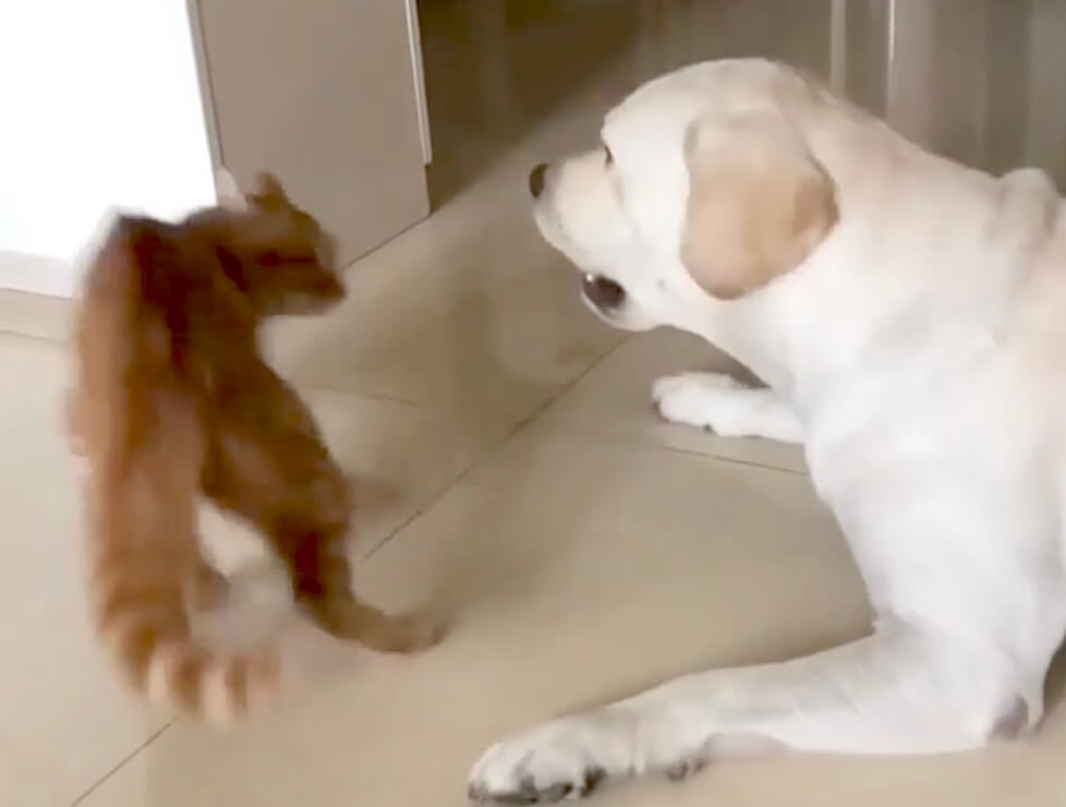 ラブラドールレトリーバー,動画