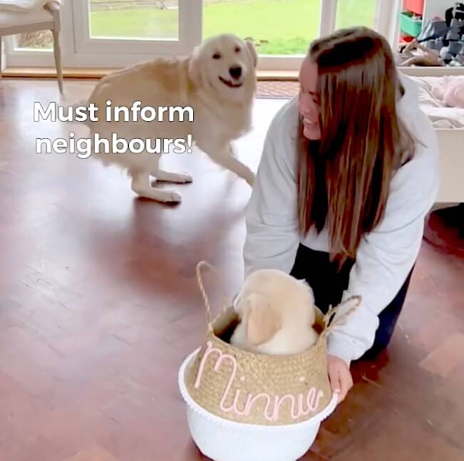 ゴールデンレトリーバー,動画