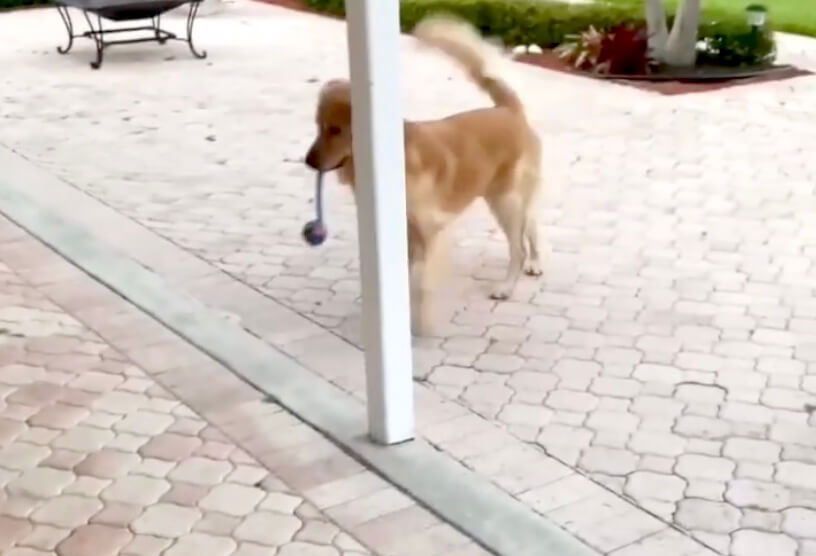 ゴールデンレトリーバー,動画