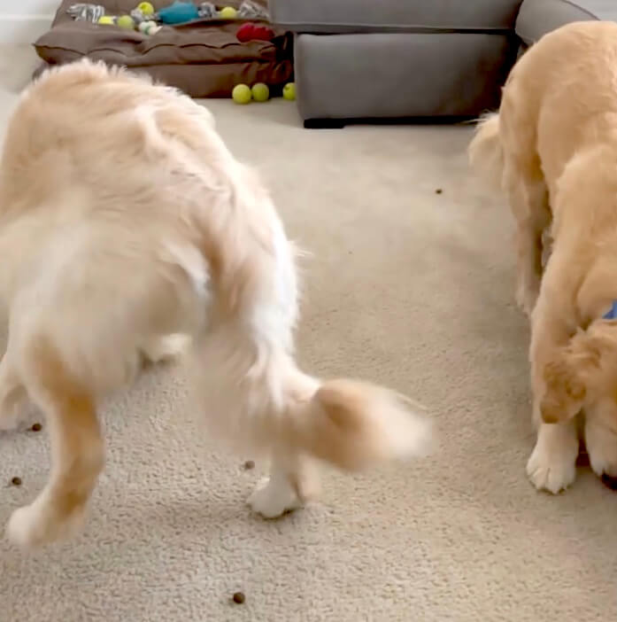 ゴールデンレトリーバー,動画