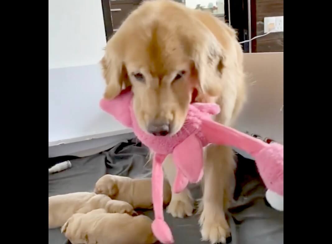 ゴールデンレトリーバー,動画