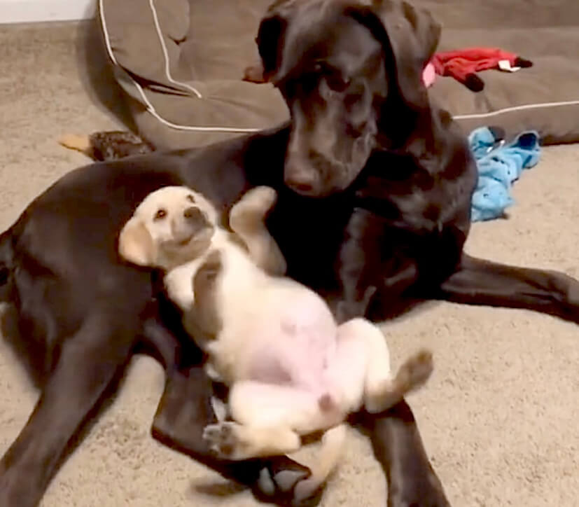 ラブラドールレトリーバー,動画