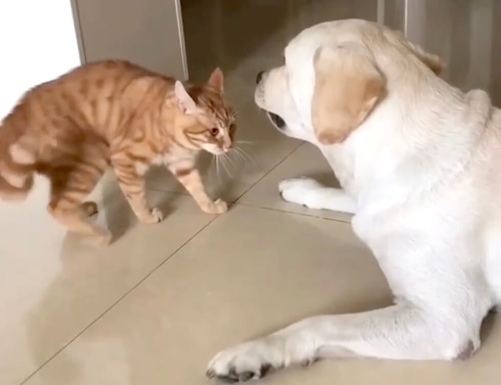 ラブラドールレトリーバー,動画