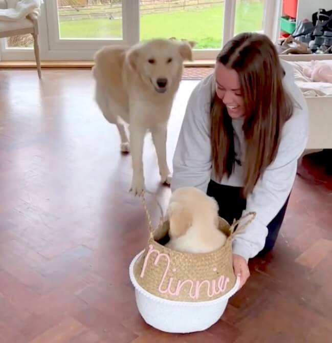 ゴールデンレトリーバー,動画