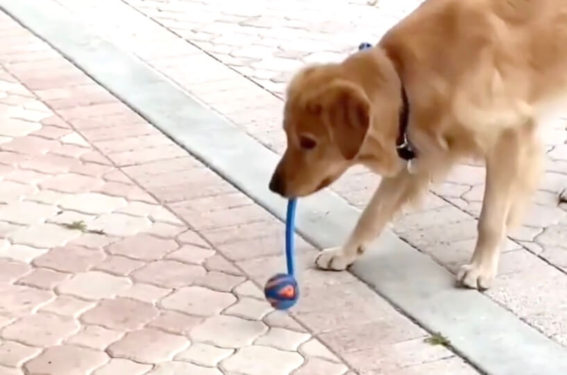 ゴールデンレトリーバー,動画