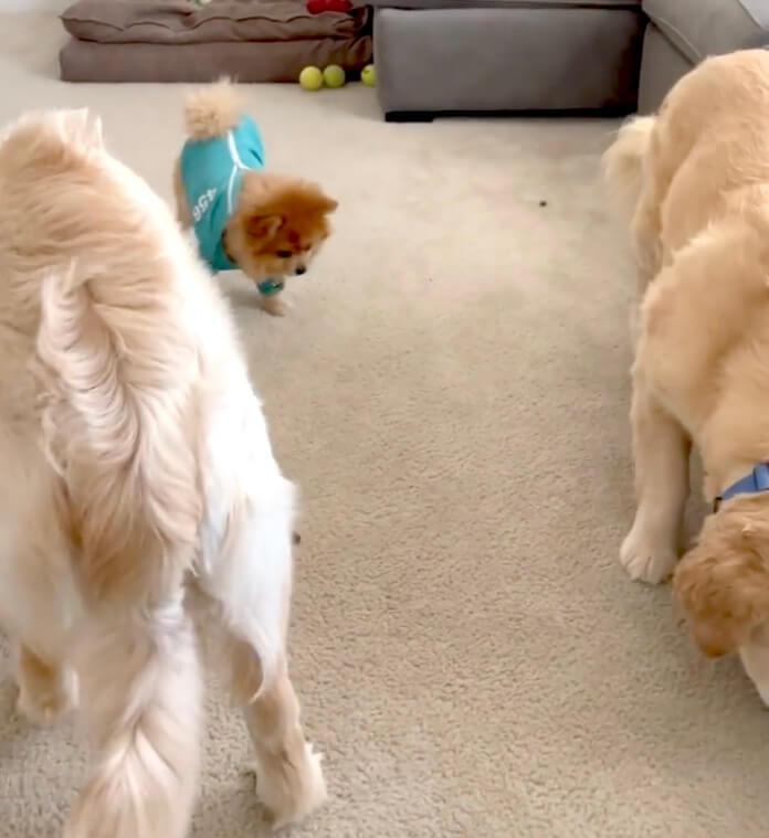 ゴールデンレトリーバー,動画