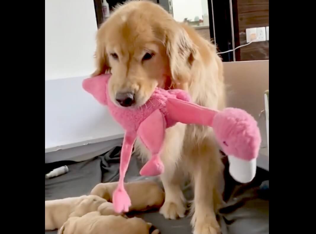 ゴールデンレトリーバー,動画