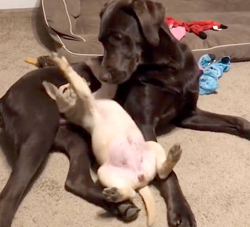 ラブラドールレトリーバー,動画