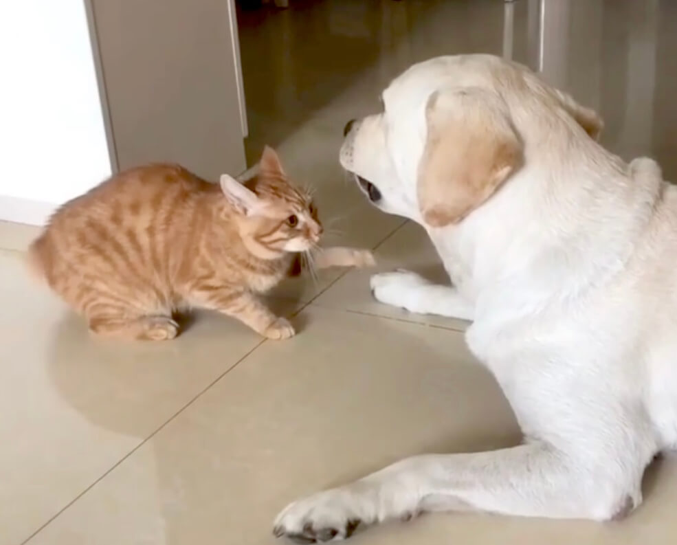 ラブラドールレトリーバー,動画