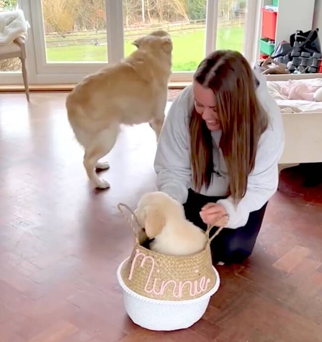 ゴールデンレトリーバー,動画