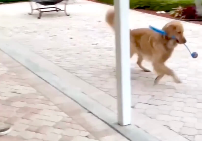 ゴールデンレトリーバー,動画