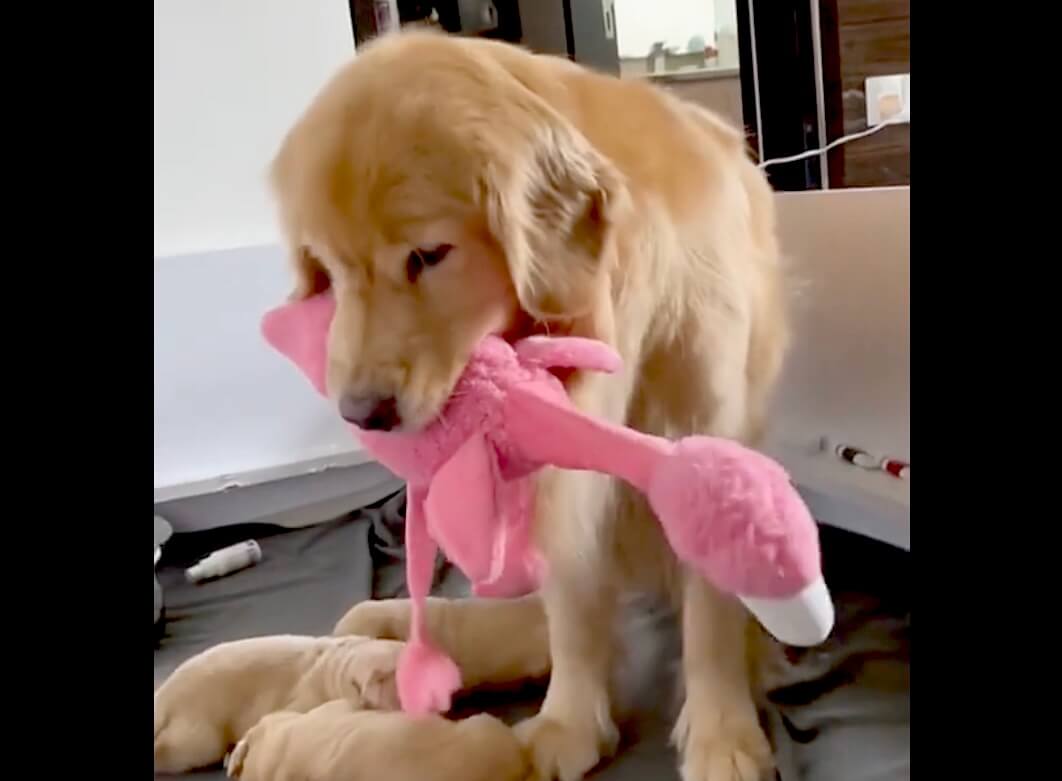 ゴールデンレトリーバー,動画