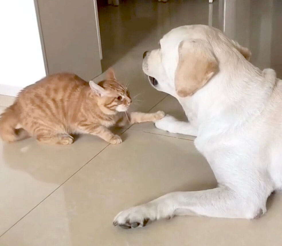 ラブラドールレトリーバー,動画