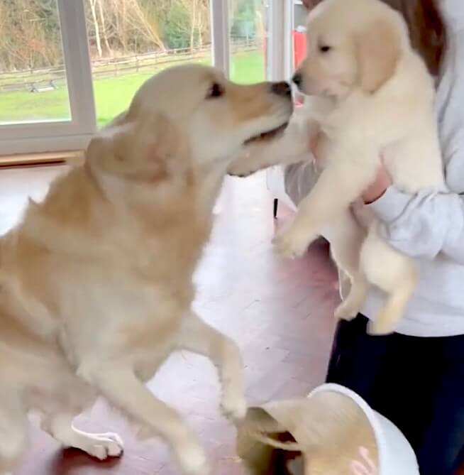 ゴールデンレトリーバー,動画