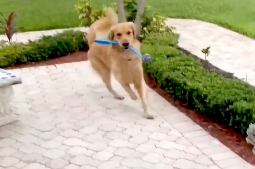 ゴールデンレトリーバー,動画