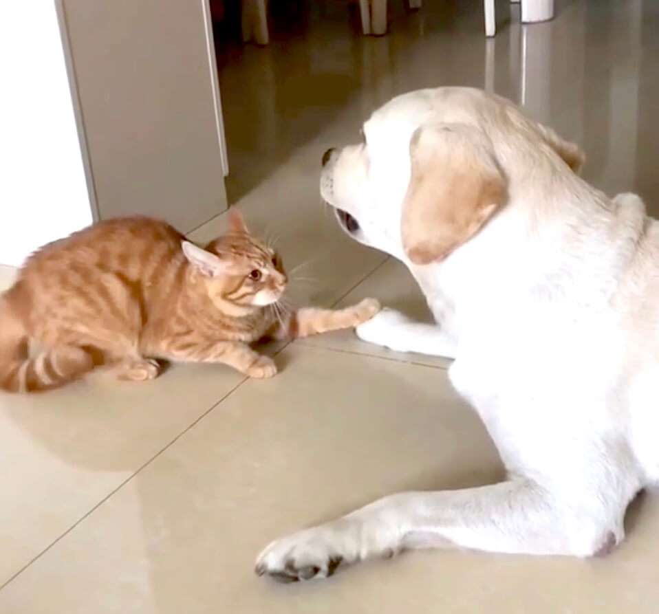 ラブラドールレトリーバー,動画