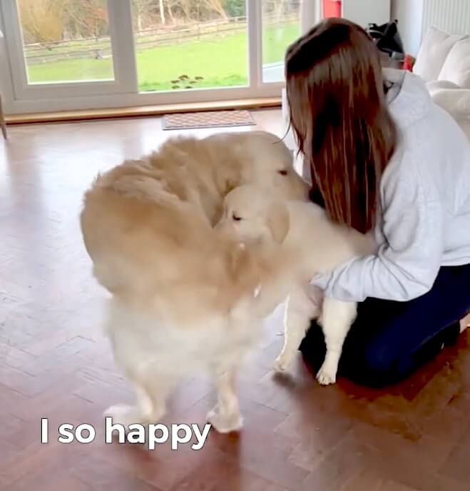 ゴールデンレトリーバー,動画