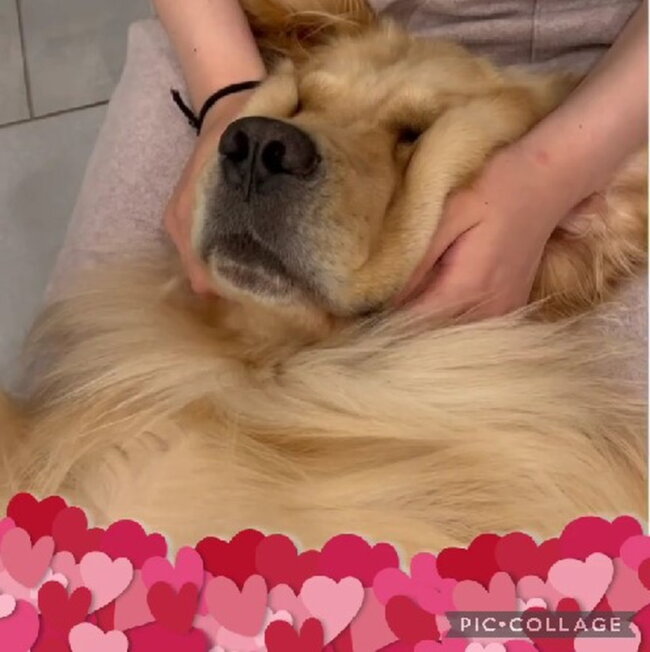 ゴールデンレトリーバー,動画