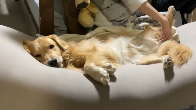 ゴールデンレトリーバー,動画