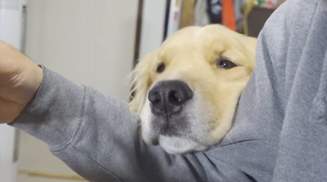 ゴールデンレトリーバー,動画