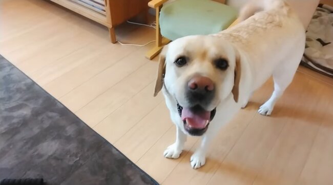 ラブラドールレトリーバー,動画