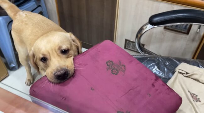 ラブラドールレトリーバー,動画