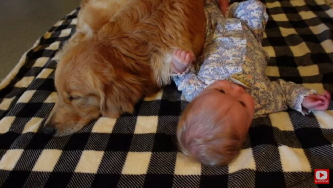 ゴールデンレトリーバー,動画