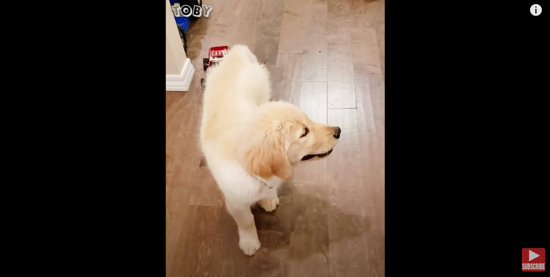 ゴールデンレトリーバー,動画