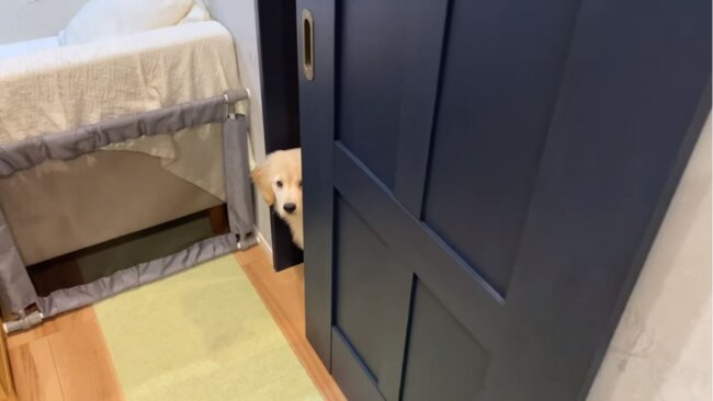 ゴールデンレトリーバー,動画