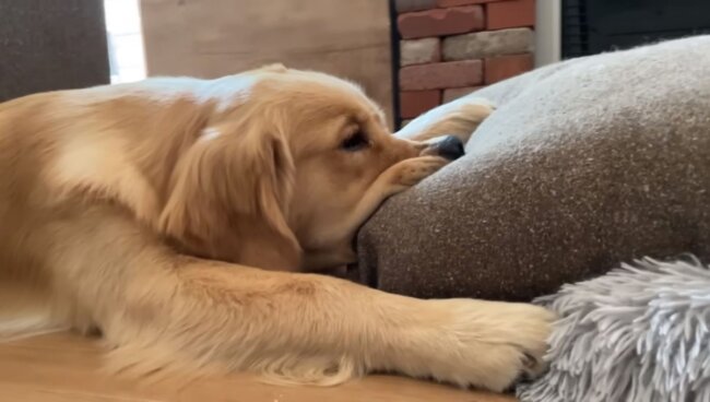 ゴールデンレトリーバー,動画