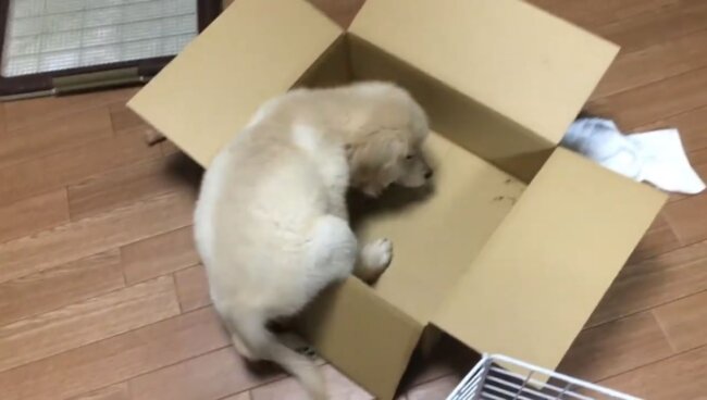 ゴールデンレトリーバー,動画