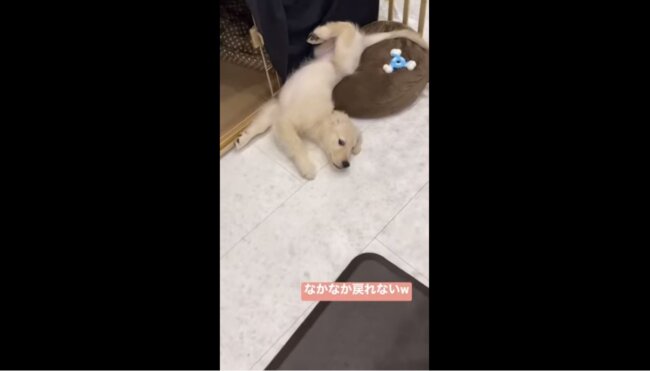 ゴールデンレトリーバー,動画