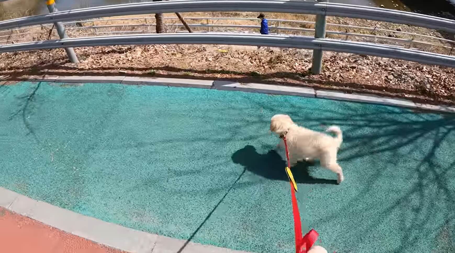 ゴールデンレトリーバー,動画