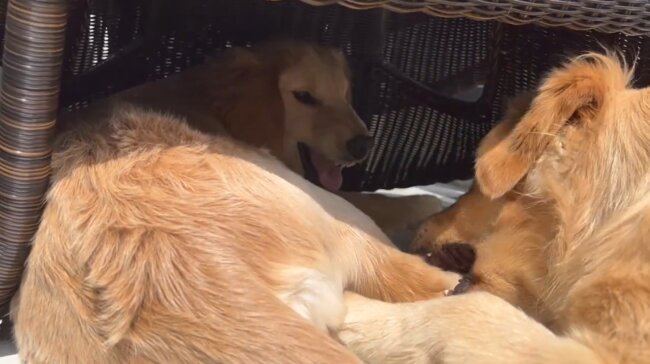 ゴールデンレトリーバー,動画