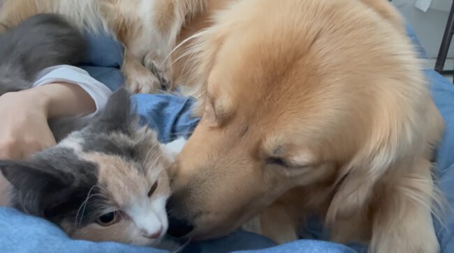 ゴールデンレトリーバー,動画