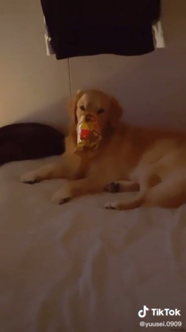 ゴールデンレトリーバー,動画