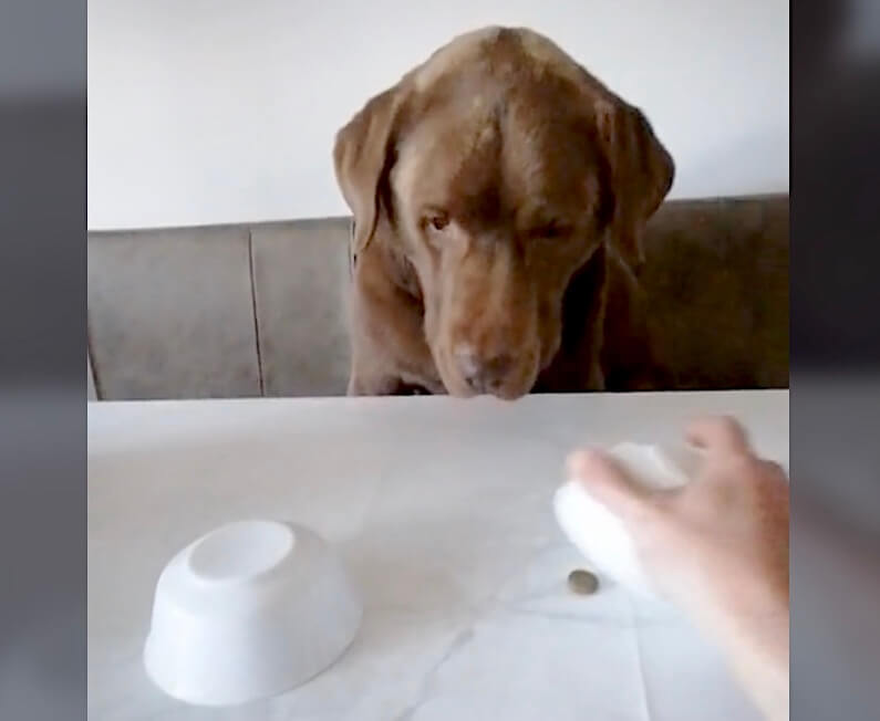 ラブラドールレトリーバー,動画