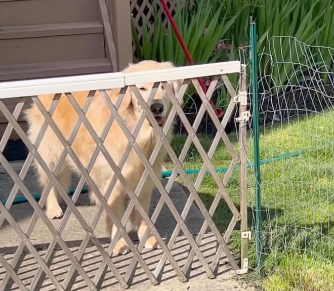 ゴールデンレトリーバー,動画