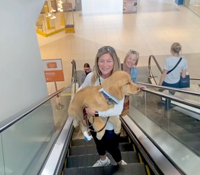 ゴールデンレトリーバー,動画