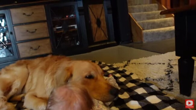 ゴールデンレトリーバー,動画