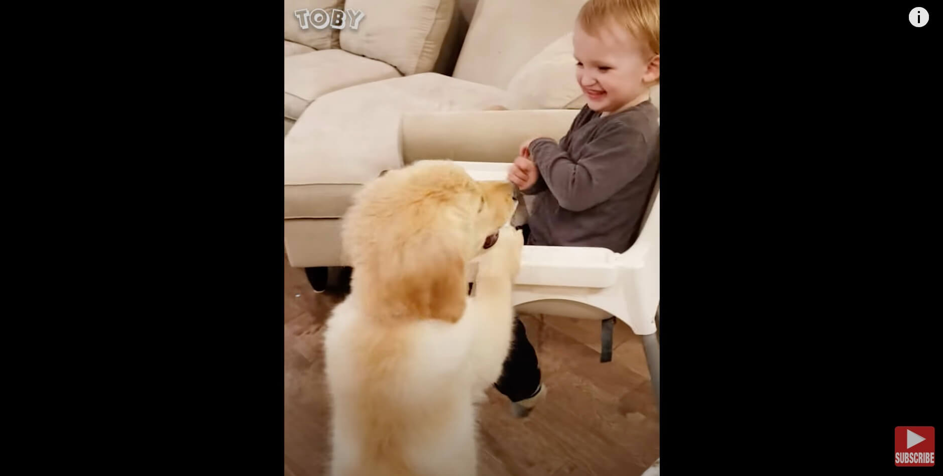 ゴールデンレトリーバー,動画