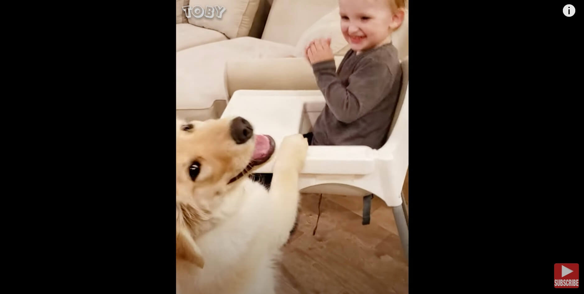 ゴールデンレトリーバー,動画