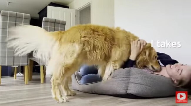 ゴールデンレトリーバー,動画