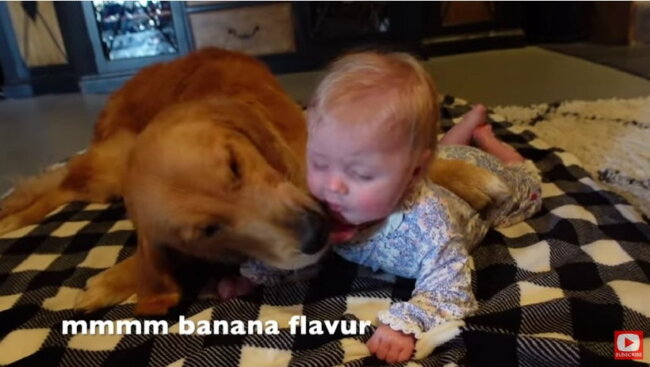 ゴールデンレトリーバー,動画